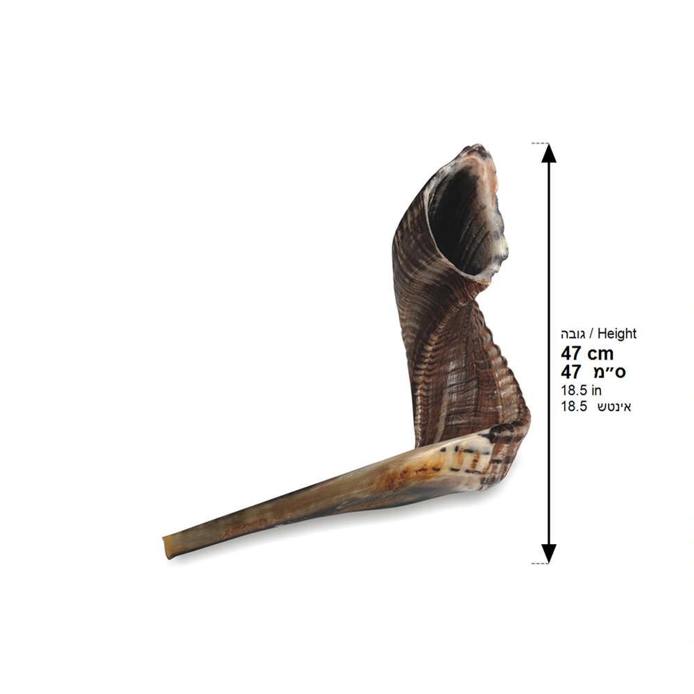 Shofar Size 6, 45-50 cm