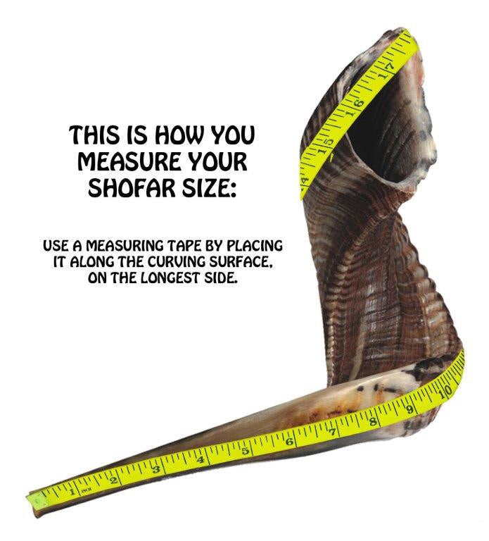 Shofar Size 6, 45-50 cm