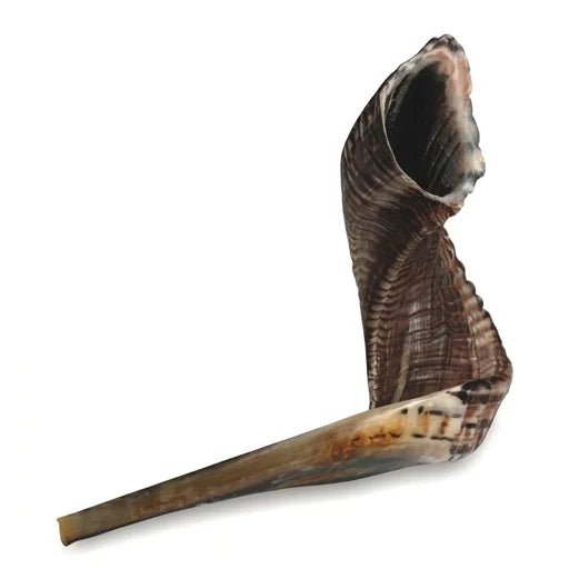Shofar Size 7, 50-55 cm